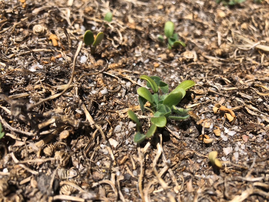 sub clover seedlings2
